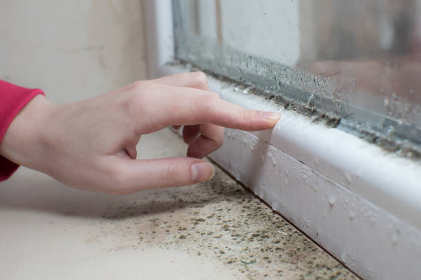 Best Dehumidification Services  in Sturgis, KY